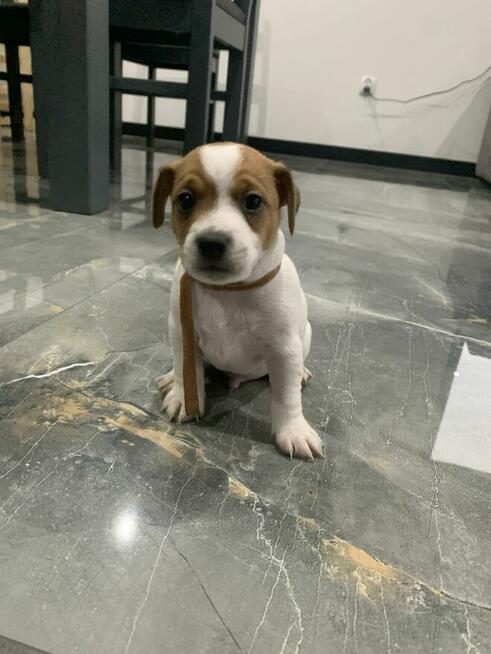 Jack Russell terrier szczeniak