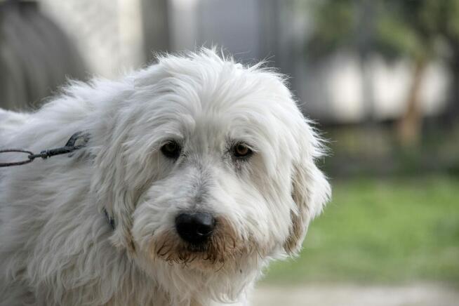 Jurek i Bella ok. 5 let.psiaki w typie rasy jużak TOZ Łódź