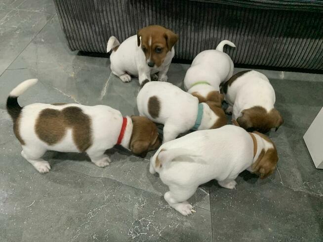 Jack Russell terrier szczeniak