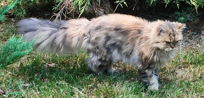 23.06.24 R. ZAGINĄŁ KOT OŁAWA