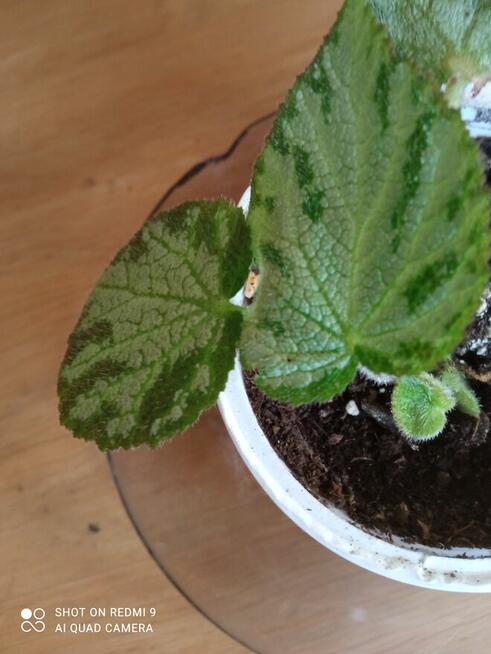 Begonia Silver Jewel-begonia zebra