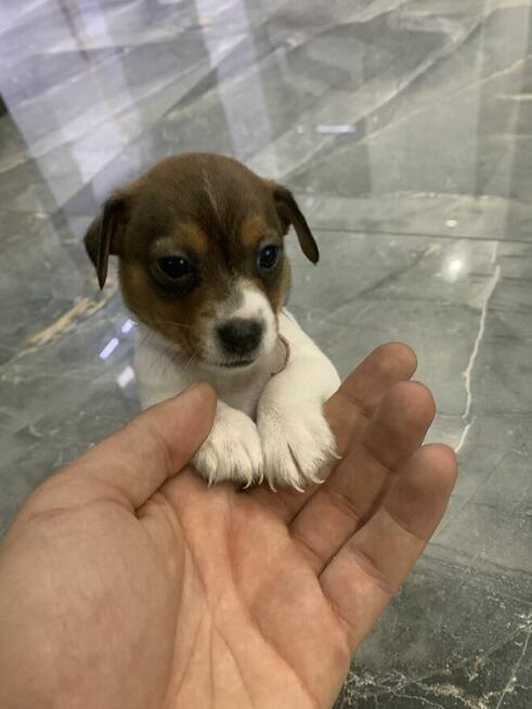 Jack Russell terrier szczeniak