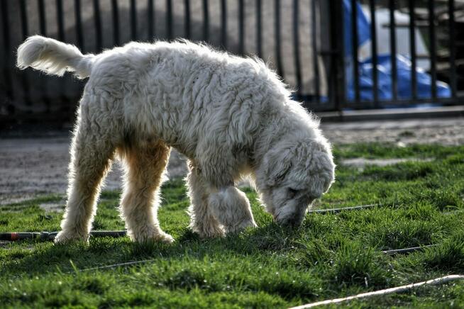 Jurek i Bella ok. 5 let.psiaki w typie rasy jużak TOZ Łódź