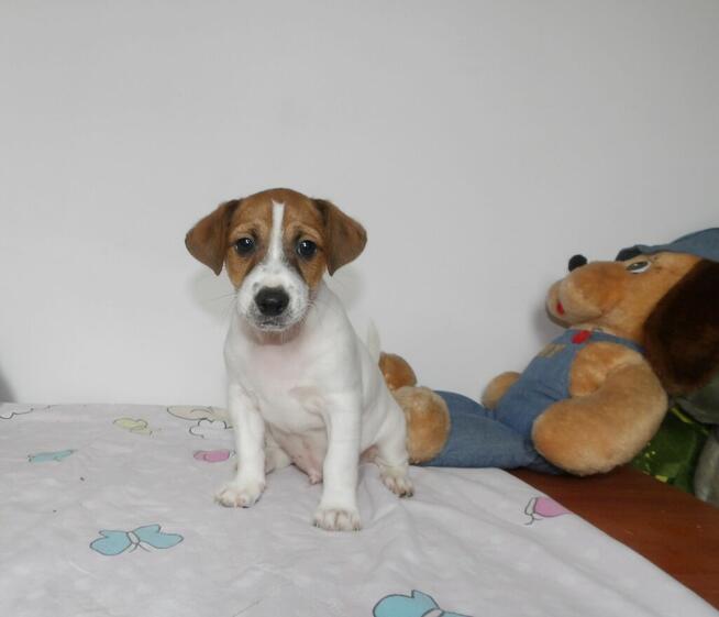 Piesek DRACO , Jack Russell Terrier.