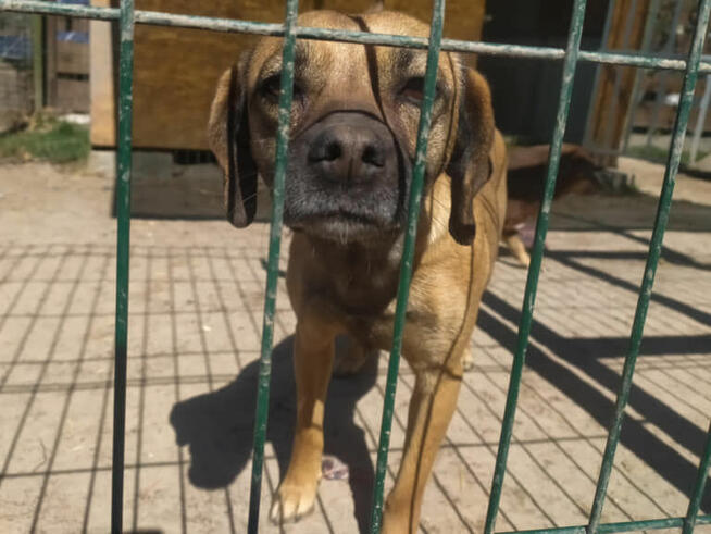 Dorotka to ok 4/5 let.wyjątkowa sunia czeka na dom Radom