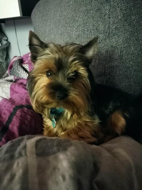 Reproduktor Yorkshire terrier