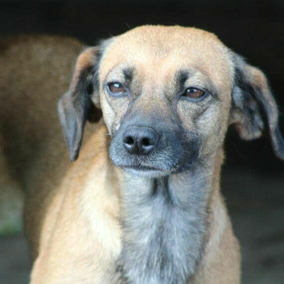 Dorotka to ok 4/5 let.wyjątkowa sunia czeka na dom Radom