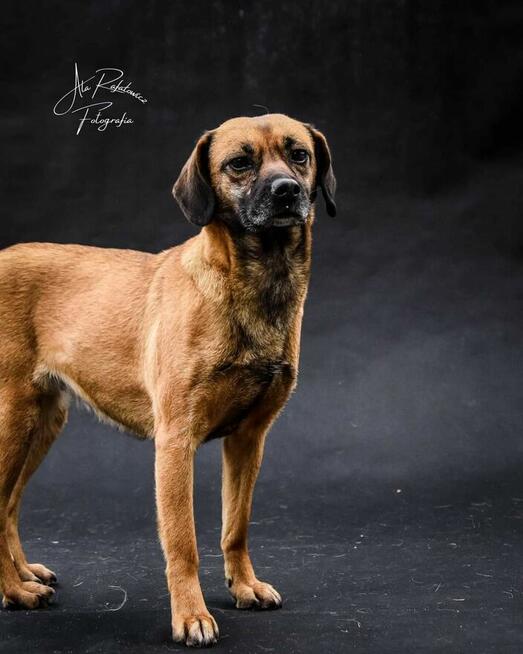 Dorotka to ok 4/5 let.wyjątkowa sunia czeka na dom Radom