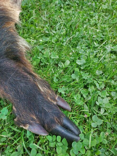 Skóra z Dzika Naturalna Dekoracyjna Skóra z Dzika Dzik
