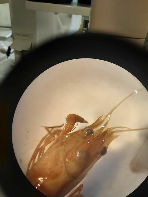 Ekspertyzy przyrodnicze, inwentaryzacja ornitologiczna