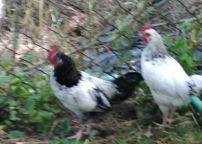 Jaja Kaczki biegusy, koguty, króliki