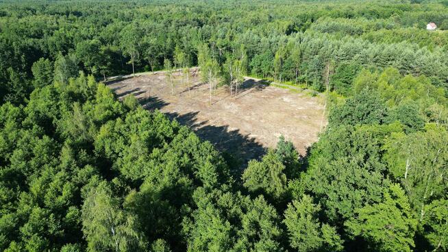 Działki Budowlane W Lesie
