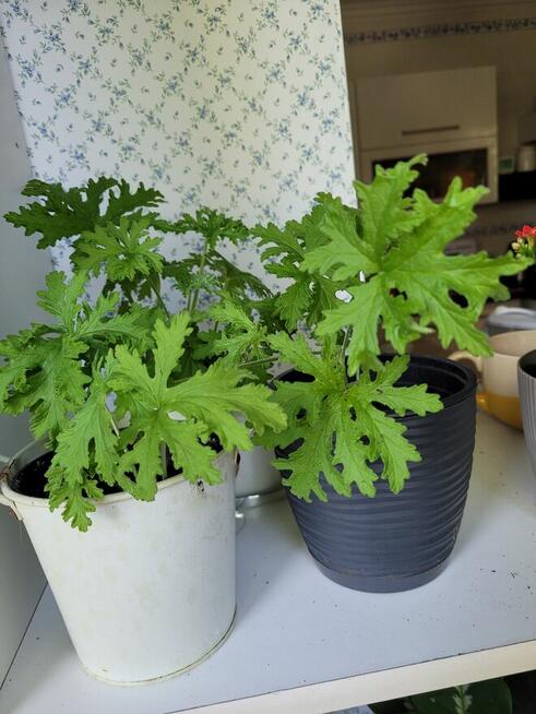 Geranium pelargonia anginka