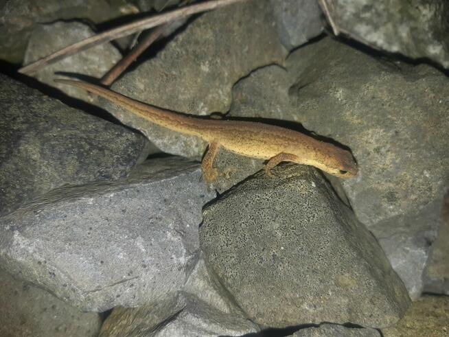 Ekspertyzy przyrodnicze, inwentaryzacja ornitologiczna