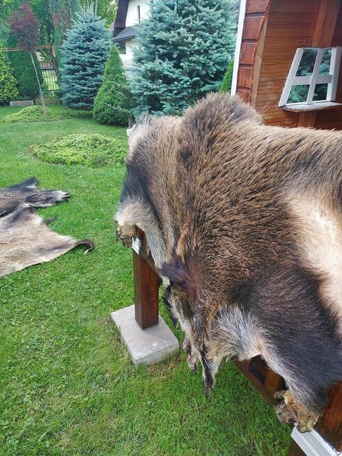Skóra z Dzika Naturalna Dekoracyjna Skóra z Dzika Dzik