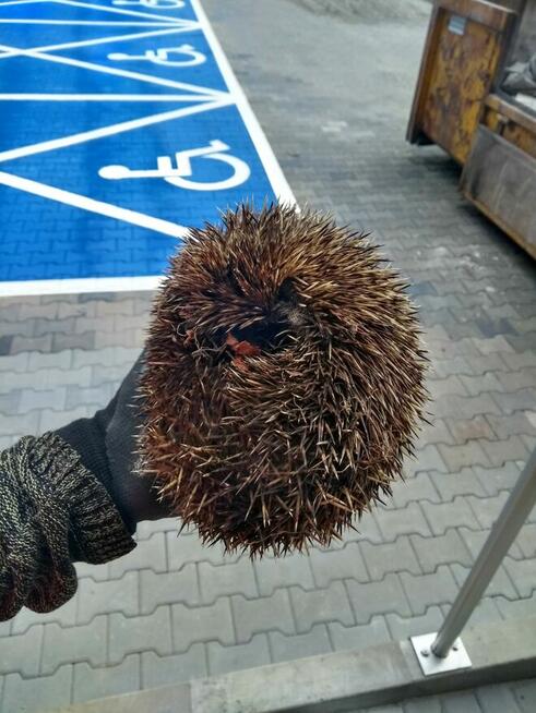 Ekspertyzy przyrodnicze, inwentaryzacja ornitologiczna