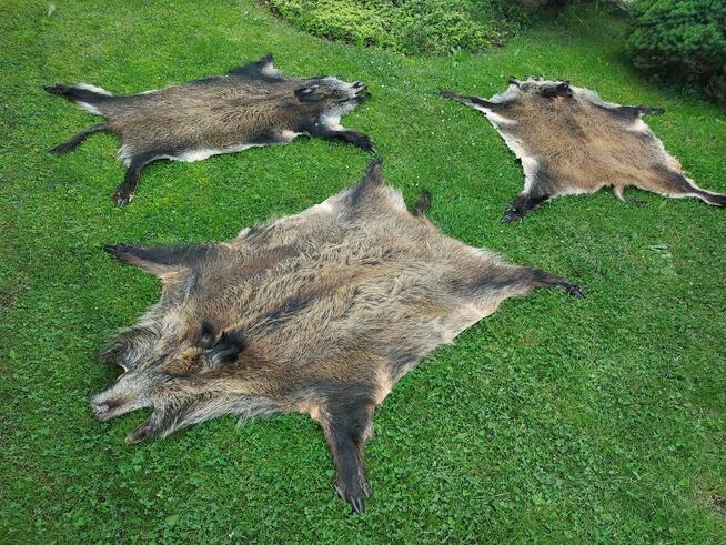 Skóra z Dzika Naturalna Dekoracyjna Skóra z Dzika Dzik