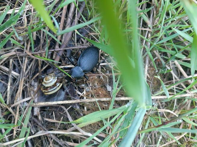 Ekspertyzy przyrodnicze, inwentaryzacja ornitologiczna