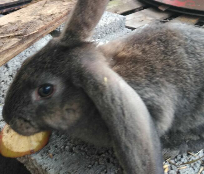 Jaja Kaczki biegusy, koguty, króliki