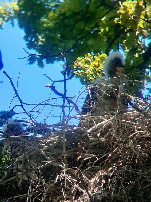 Ekspertyzy przyrodnicze, inwentaryzacja ornitologiczna