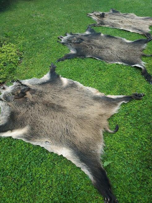Skóra z Dzika Naturalna Dekoracyjna Skóra z Dzika Dzik