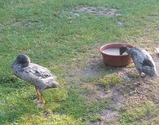 Jaja Kaczki biegusy, koguty, króliki