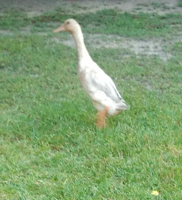 Jaja Kaczki biegusy, koguty, króliki