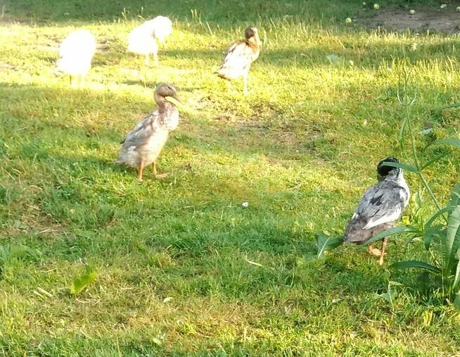 Jaja Kaczki biegusy, koguty, króliki