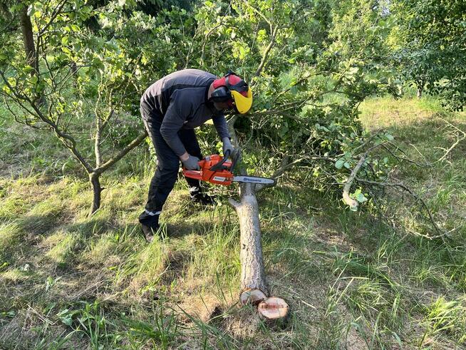 Koszenie trawy kosą spalinową - wycinka małych drzew