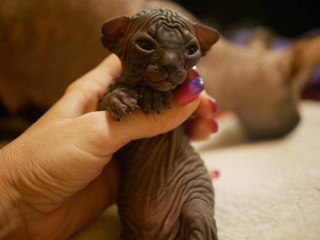 Sphynx Available 7 black Kittens Sfinks mamy 3 mioty kociąt
