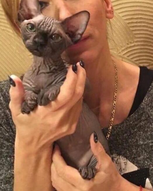 Sphynx Available 7 black Kittens Sfinks mamy 3 mioty kociąt