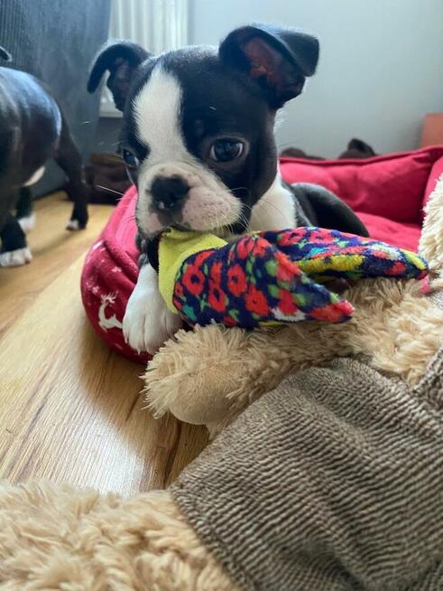 Boston terrier szczenięta