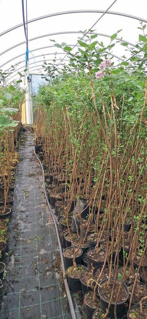 Lilak palibin Meyer Szczepiony na pniu 100-150 cm