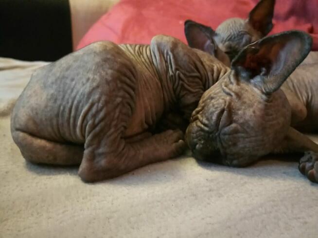 Sphynx Available 7 black Kittens Sfinks mamy 3 mioty kociąt