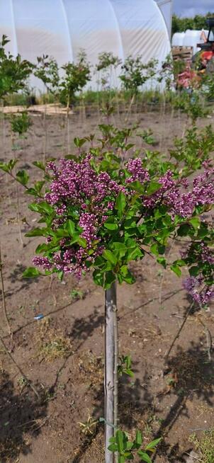 Lilak palibin Meyer Szczepiony na pniu 100-150 cm