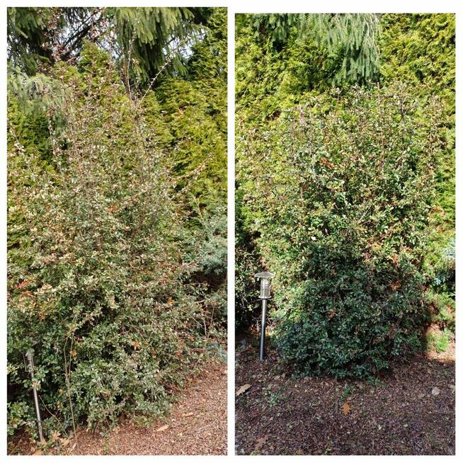 Zaopiekuję się twoim ogrodem :)