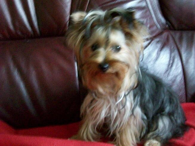 YORKSHIRE TERRIER (FCI)