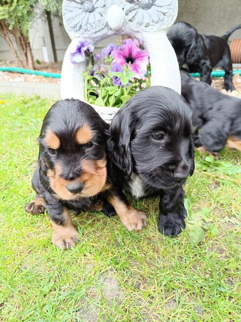 Cocker Spaniel Angielski