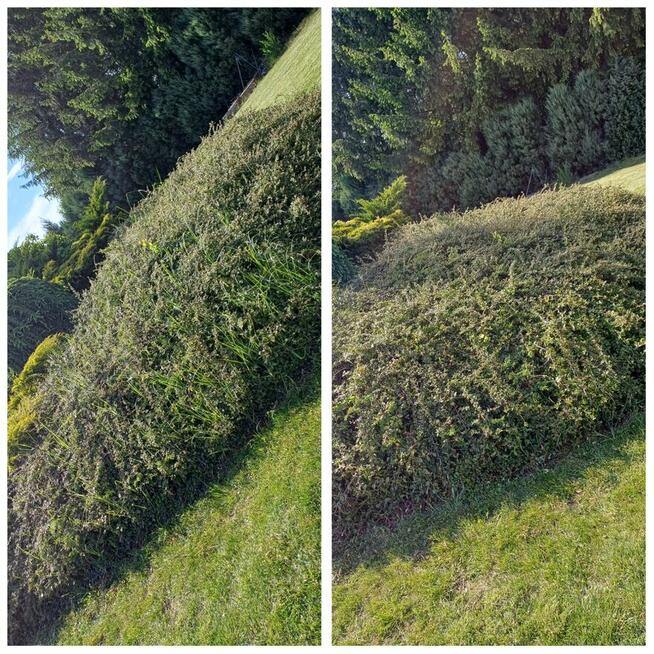 Zaopiekuję się twoim ogrodem :)