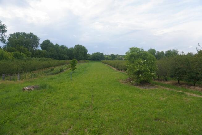 Dom z działką 47 ar i budynkami – Koprzywnica, ul. Miodowa 8