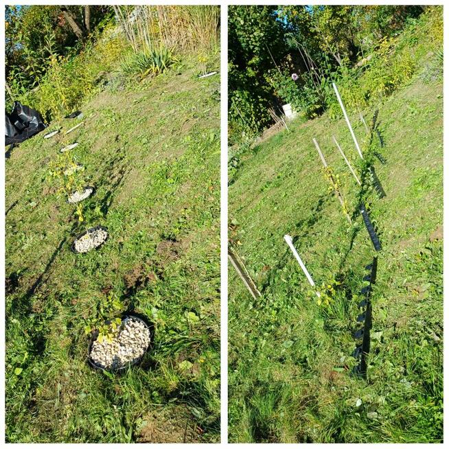 Zaopiekuje się twoim ogrodem :)