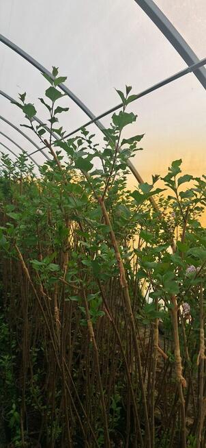 Lilak palibin Meyer Szczepiony na pniu 100-150 cm