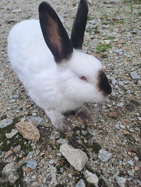 Krótki kalifornijskie