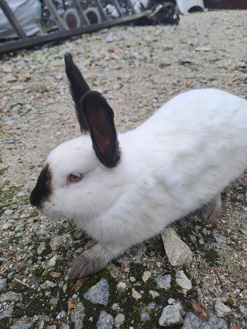 Krótki kalifornijskie