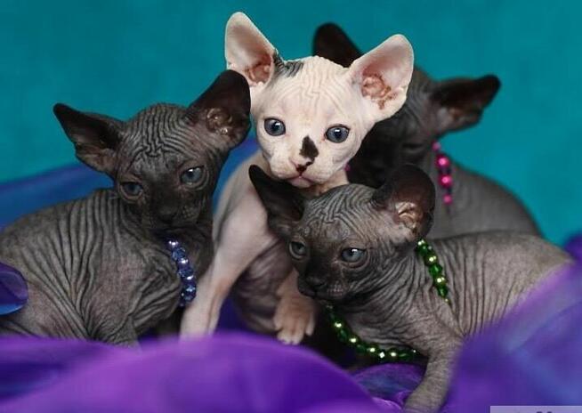 Sphynx Available 7 black Kittens Sfinks mamy 3 mioty kociąt