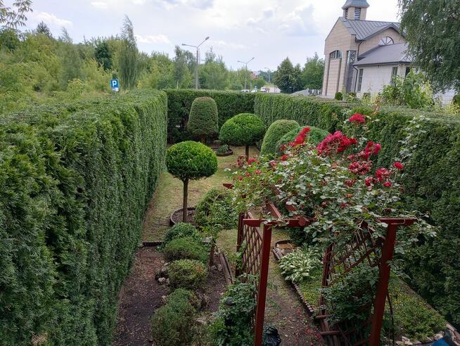 Wycinka drzew, usługi podnośnikiem koszowym, zwyżka