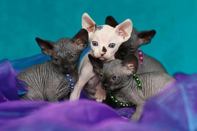 Sphynx Available 7 black Kittens Sfinks mamy 3 mioty kociąt