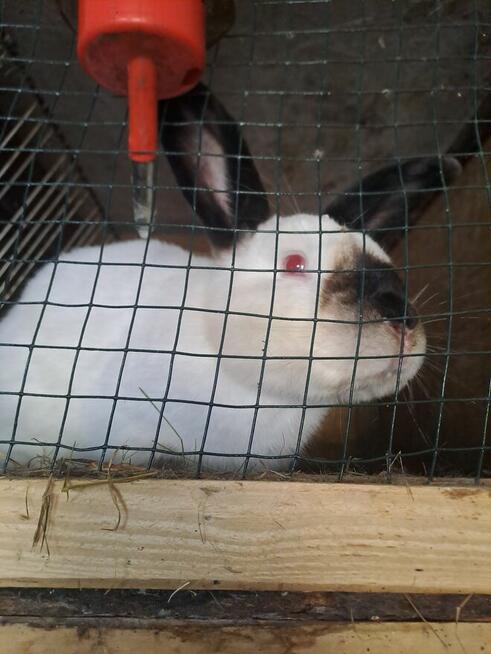 Krótki kalifornijskie