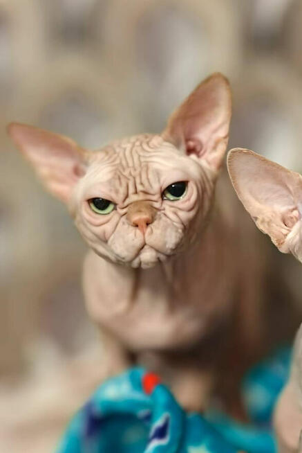 Dostępne starsze i młodsze kociaki • zapraszam ( pomoc w tra