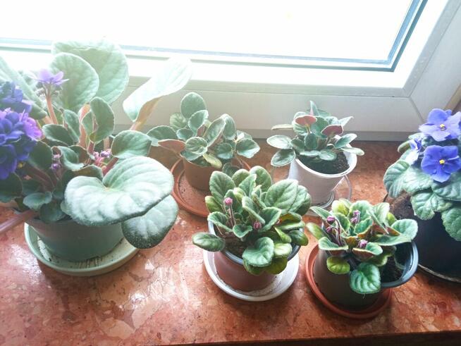 Dorodny fiołek obficie kwitnący